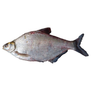 【顺丰】湖北武昌鱼农家自养淡水鱼新鲜现杀鱼原生态鲜活鳊鱼扁鱼