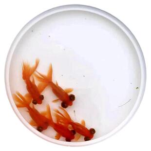 金鱼观赏鱼冷水小型金鱼活体鱼苗草金懒人好养皮实易活淡水红草金