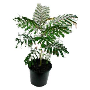 合欢树苗绒花树苗芙蓉花树苗盆栽南北方大型绿工程庭院风景绿化苗