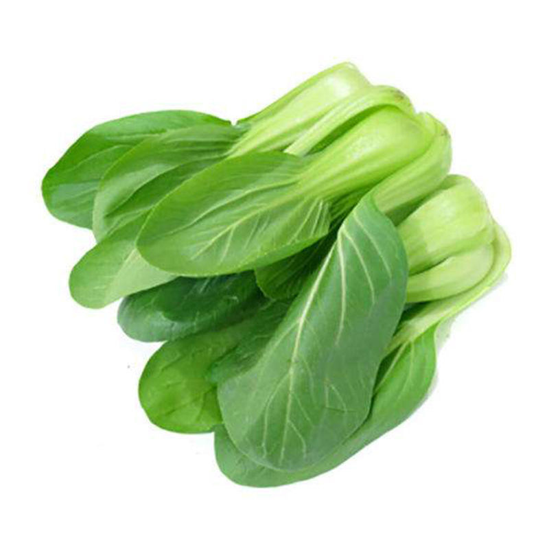 上海青苏州青菜种子阳台菜园盆栽
