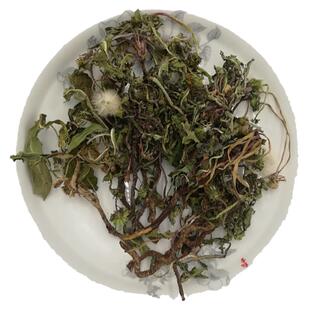 新鲜蒲公英带根晒干水洗婆婆丁叶子整棵全草花茶整株天然蒲公英
