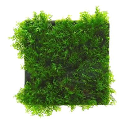 阴性鱼缸莫斯水草无需种植易成活