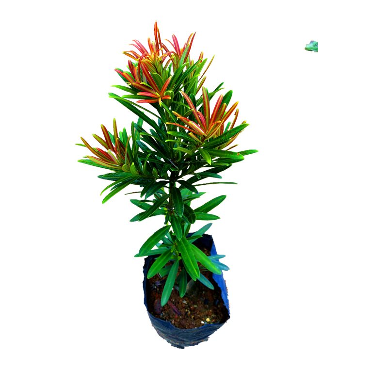 红芽红心太子妃罗汉松办公室盆景客厅旺宅花卉庭院绿植物盆栽树苗