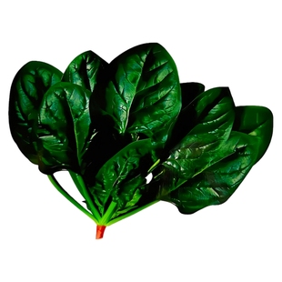 趴地菠菜种子黑圆叶菠菜种籽生长速度快耐寒高产越冬蔬菜种大全