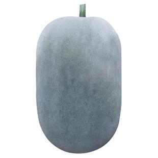 粉皮大冬瓜种子 蔬菜种子春播阳台盆栽蔬菜种子春季种特冬瓜种子