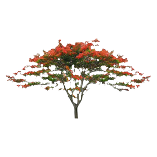 凤凰木树苗红花楹大树盆栽庭院名贵花树绿化植物院子风景树不落叶