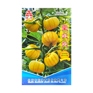 黄贝贝南瓜种子正宗对版基地专用迷你小南瓜种籽食用观赏两用春秋