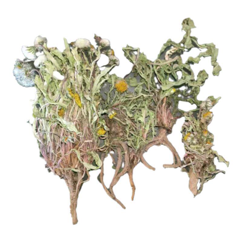 蒲公英野生整根500g克蒲公英茶正品特级高原蒲公英根茶新鲜中药材