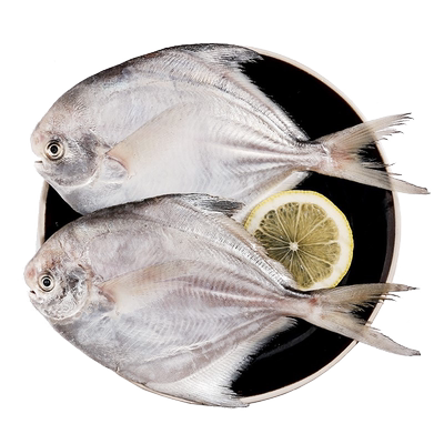 好多海舟山白鲳鱼码头直发