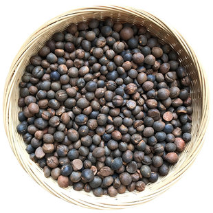 福建深山野生油茶籽果5斤包邮 老品种小粒珍珠山茶油籽果实茶籽仁