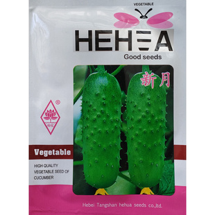 新月/碧盈A型B型唐山秋瓜水果黄瓜种子高产短棒黄瓜种籽口感清香