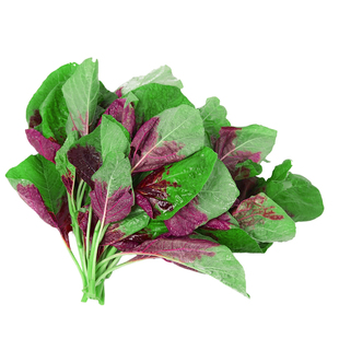 红苋菜种子种籽汉菜籽夏季耐热四季阳台种植青菜蔬菜疏菜种孑大全