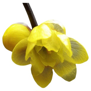 鄢陵腊梅盆景树桩蜡梅桩盆栽素心梅花树苗黄梅花腊梅花带花苞包邮