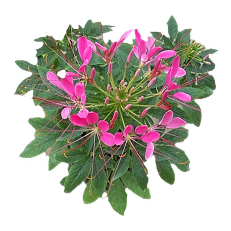 四季播种开花醉蝶花种子庭院易活