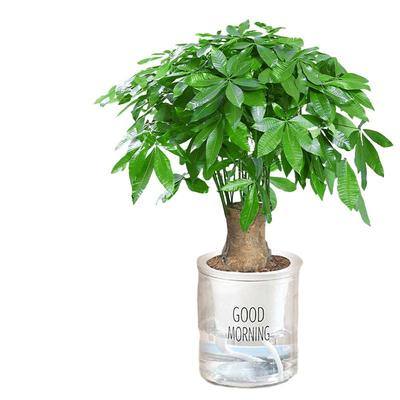 水培发财树小盆栽室内桌面绿植物