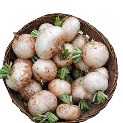 四川圆白萝卜新鲜蔬菜春不老萝卜