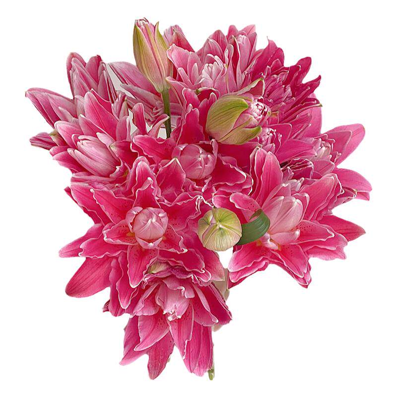 艳丽 深粉色红莲重瓣百合鲜花云南直发花瓶插花水养顺丰七夕送花