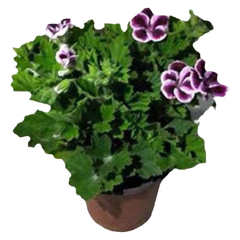带花垂吊直立庭院阳台花期长包邮