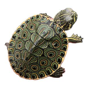 大河甜甜圈深水龟东锦西锦孔雀龟淡水冷水观赏宠物吃粪小乌龟活物