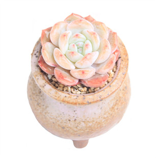 雪天使橙梦露泰迪熊香水白姬莲雪莲巧克力线劳伦斯蓝姬莲雪莲花卉