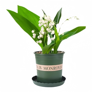 铃兰花苗带芽带根盆栽植物种球耐寒室内外花卉绿植四季开玲郁金香