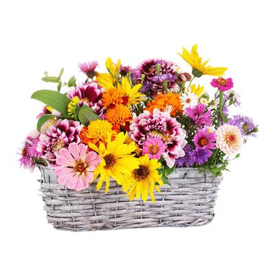 花种子花卉大全种籽易养活四季开好养懒人太阳花向日葵薄荷格桑花