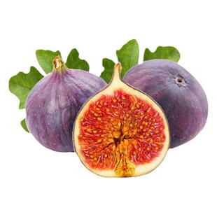 带果带土无花果树果苗四季盆栽种植苗特大波姬红树苗大苗柠檬树苗