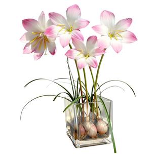 水培风雨兰方玻璃瓶套装水养石蒜彼岸花盆栽花卉耐热开花四季种植