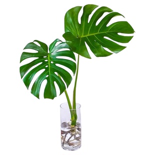 龟背竹水培植物客厅好养活室内花大叶春羽懒人绿植盆栽四季常绿