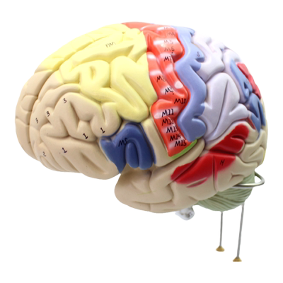 ENOVO颐诺大脑皮层功能解剖结构