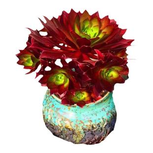 法师粉女巫美杜莎绿羊绒万圣节赤霞飞室内阳台盆栽花卉多肉植物