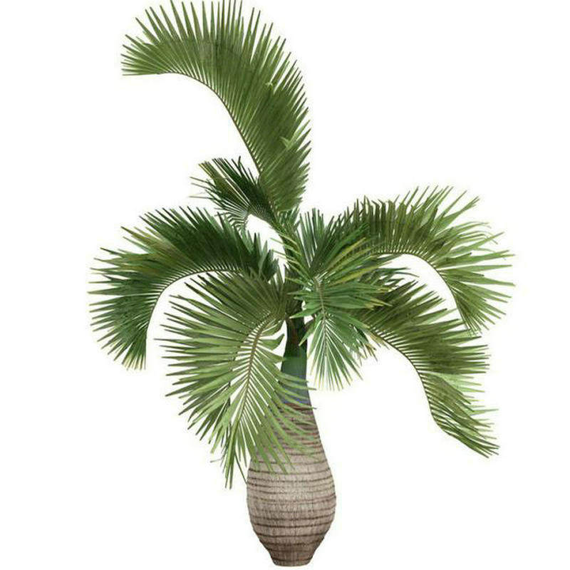 观茎观叶植物 酒瓶椰苗 热带棕榈科属植物 种三年左右可长佛肚