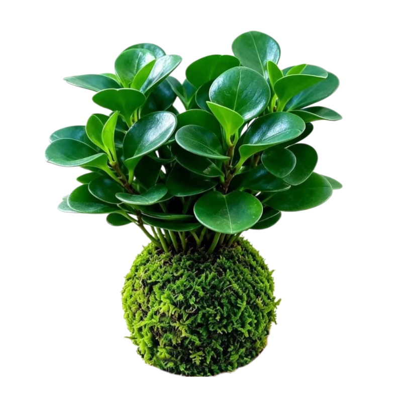 苔藓球植物桌面绿植品种多好打理