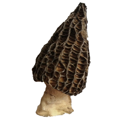 羊肚菌干货2025年新货乌蒙益人