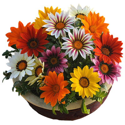 多年生宿根长不高花卉勋章菊花籽太阳花种子每年开花庭院室外易活