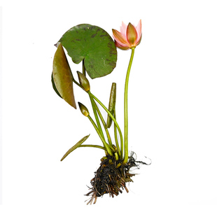 中型睡莲花苗科罗拉多水培植物四季带花苞种根茎块茎盆栽荷莲花苗