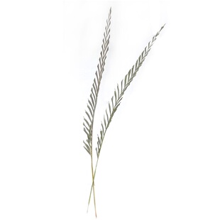 北欧风天然植物干花束配花配草卧室客厅装饰龙葵叶