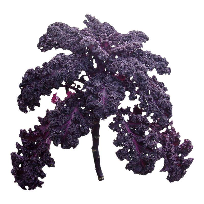 紫羽衣甘蓝苗秧带土食用耐寒寿光