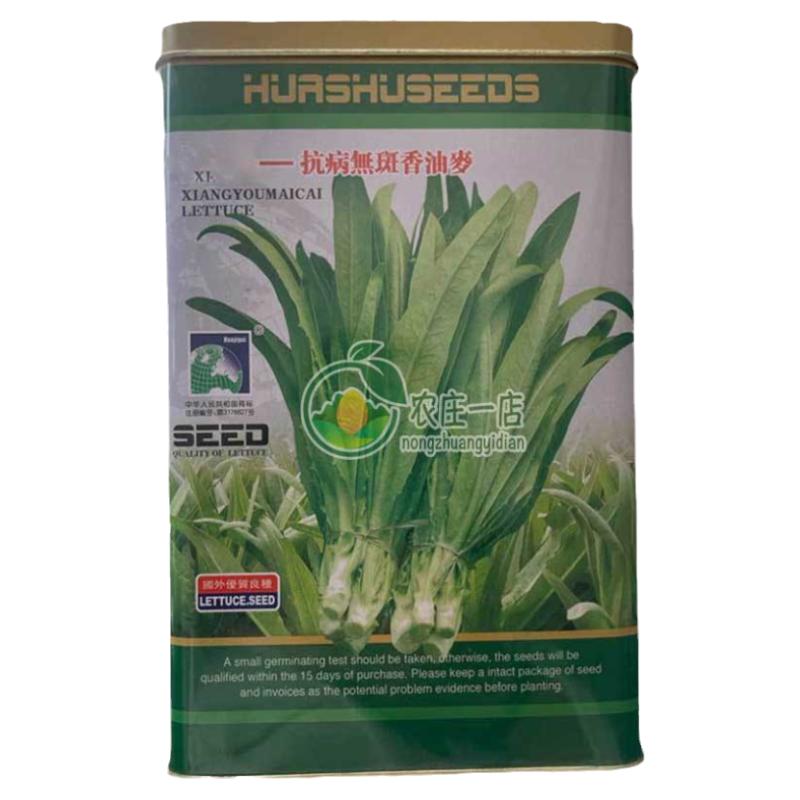 抗热无斑香油麦菜种子基地专用籽