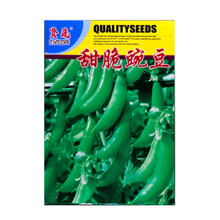 甜脆豌豆种子甜豌豆种籽吃壳甜豌豆籽甜脆可口带壳吃甜豆