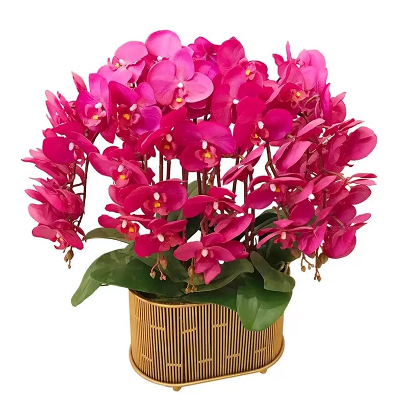 蝴蝶兰花苗带花剑带花苞盆栽大苗
