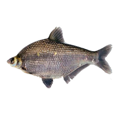 鳊鱼苗淡水养殖食用扁鱼苗活体三角鲂团头鲂边鱼苗超好养武昌鱼苗