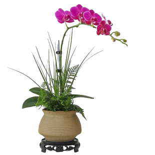 蝴蝶兰盆栽室内客厅带花苞植物办公室工位绿植花卉四季好养活盆景