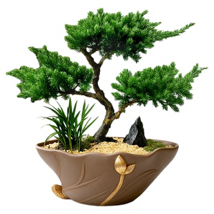 三层塔松小盆栽迎客松办公室内绿植花卉客厅桌面摆件乔迁开业礼物