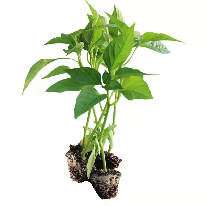 螺丝椒苗辣椒苗子薄皮椒镙丝椒苗