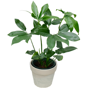 印第安羽毛掌叶蔓绿绒盆栽花室内客厅北欧风耐阴耐热观叶水培植物