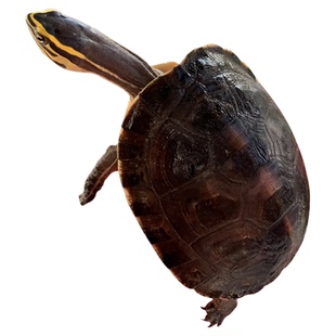 安布闭壳龟线安布龟黄缘闭壳龟安布苗安缘龟宠物龟纯半水龟小乌龟