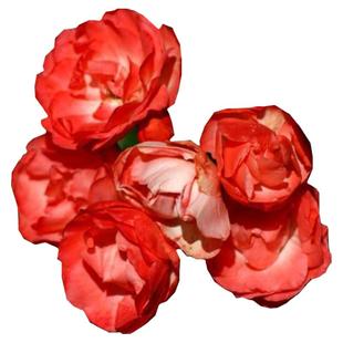 【花期带花】木香花爬藤植物好养阳台庭院耐寒耐晒黄木香花苗盆栽