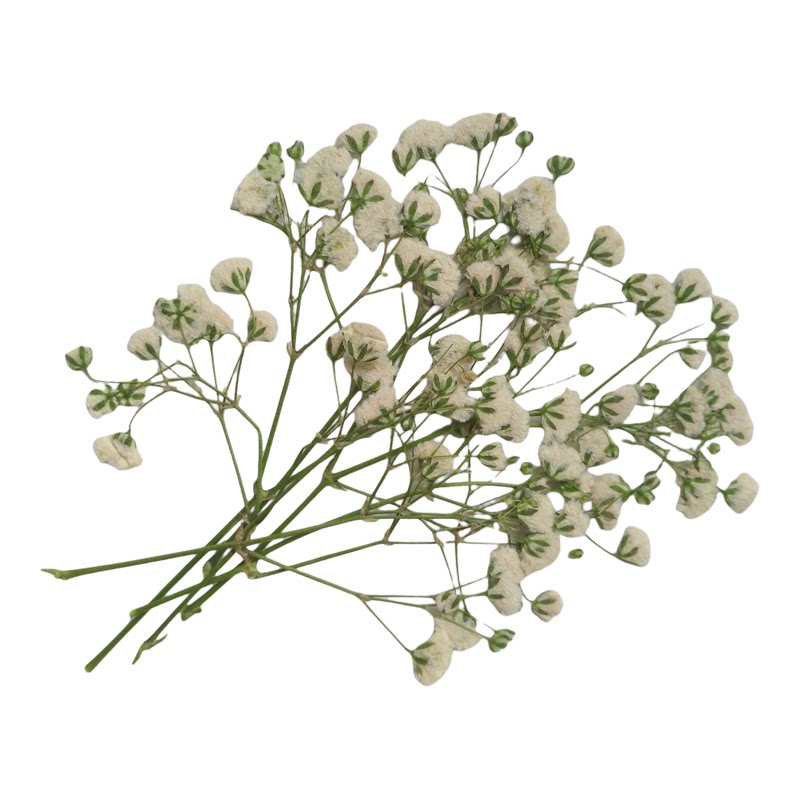 粉红植物标本滴胶壳画材料干花