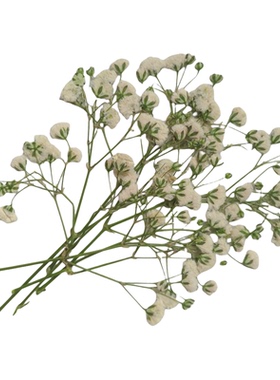 粉红植物标本滴胶壳画材料干花